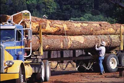 This stock photo shows the general position of the log truck driver in this incident as a front-end loader at the mill yard approached the load.