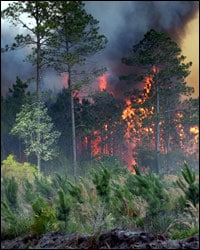 Foto de un incendio forestal