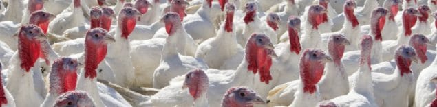 A large group of turkeys stand together outside in sunlight; their bright red snoods in contrast against the white feathers