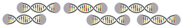 Colorful lines of DNA have been cut and modified with gray adapters so that they will be recognized by the equipment