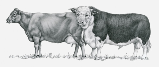 Black and white illustration of Durham cows.