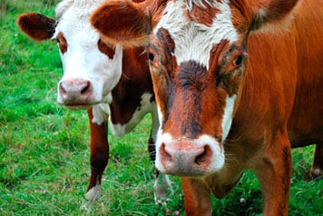 Close-up of a pair of cows looking at the camera in a pasture of grass.