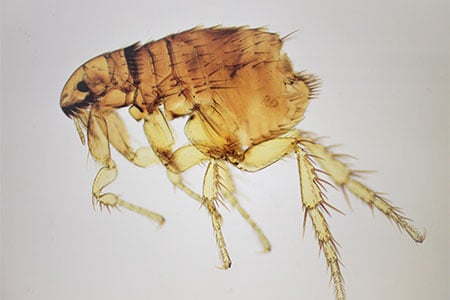 image of a flea