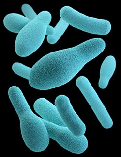 This illustration depicts a group of anaerobic, spore-forming, Clostridium sp. organisms.