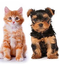 Cute kitten and puppy on a white background