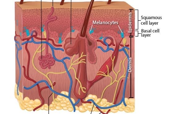Illustration of the layers of the skin