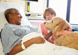 dog therapy in hospital with patient and handler