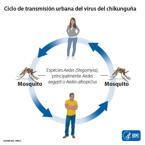 Ciclo de transmisión del virus del chikunguña. En el centro, hay un círculo con una mujer de pie en la parte de arriba, un hombre en la parte de abajo, un mosquito en la parte izquierda y otro mosquito en la parte derecha. Las imágenes están conectadas por cuatro flechas que representan la circulación del virus del chikunguña entre los mosquitos y los seres humanos. Los mosquitos se infectan con el virus del chikunguña cuando se alimentan al picar a una persona infectada.