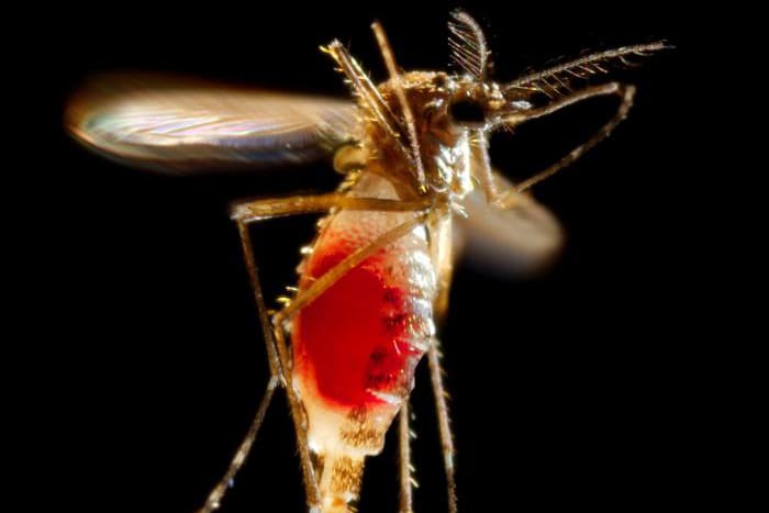 A female Aedes aegypti mosquito as she takes flight