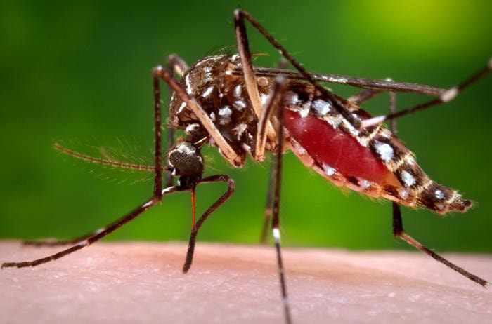 A female Aedes aegypti mosquito while she in the process of acquiring a blood meal from her human host