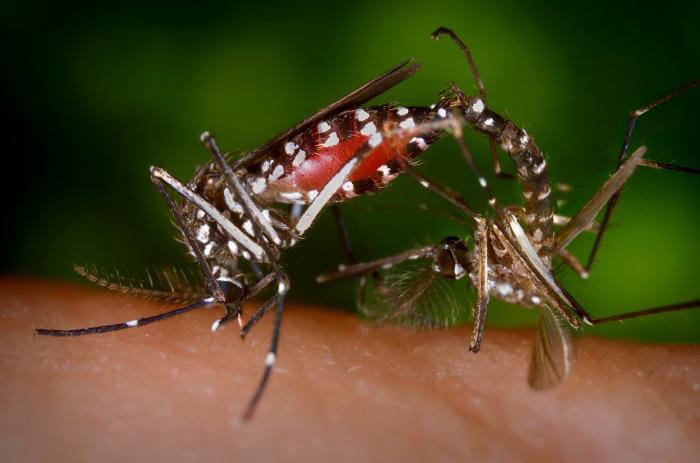 a pair of Aedes albopictus mosquitoes during a mating ritual while the female feeds on a blood meal