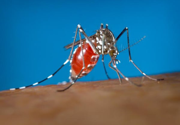 an Aedes albopictus female mosquito feeding on a human host
