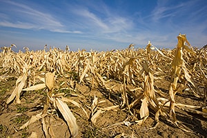 Devastated corn field:  Food security