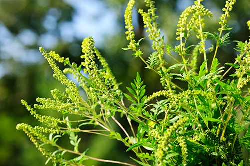 Ragweed is one of the highest pollen polluters. One plant can produce a billion grains of pollen each season. Ragweed is the primary contributor to fall season allergies.