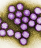Microfotograf%26iacute;a coloreada de adenovirus tomada con microscopio electr%26oacute;nico de transmisi%26oacute;n