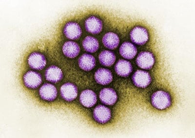 Illustration of adenovirus