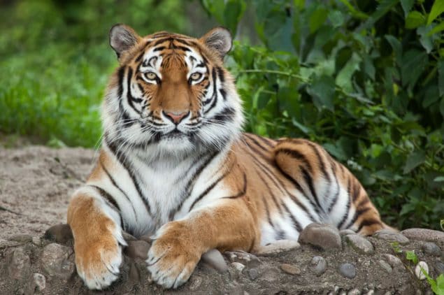 image of a tiger laying on the ground with trees in the background