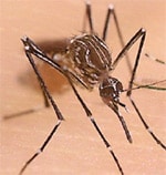 Mosquito and Dengue Fever