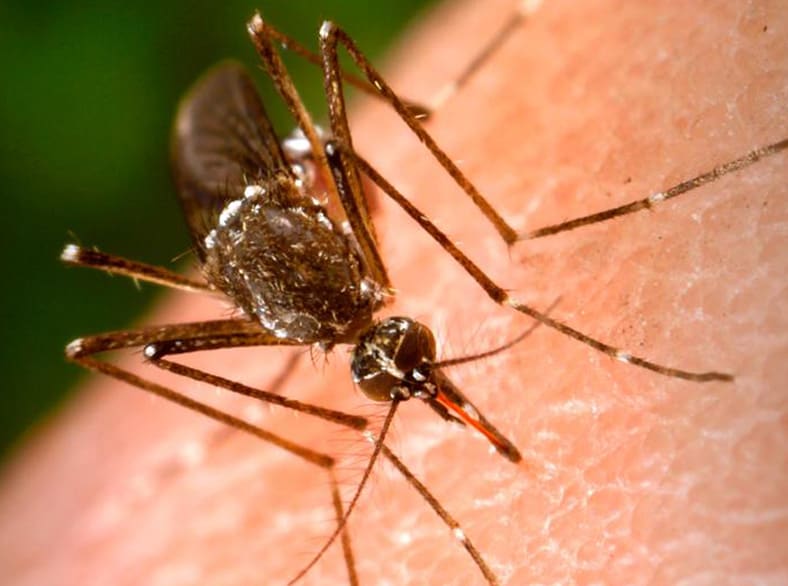 <em>Aedes aegypti</em> mosquitoes like this one can transmit dengue and other infectious diseases.