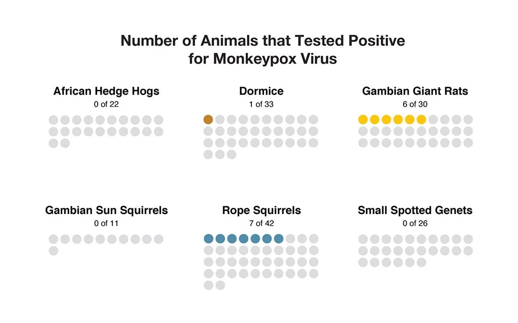 Number of animals that tested positive for monkey pox virus. 0 of 22 African hedge hogs. 1 of 33 dormice. 6 of 30 Gambian giant rats. 0 of 11 Gambian sun squirrels. 7 of 42 rope squirrels. 0 of 26 small spotted genets. 