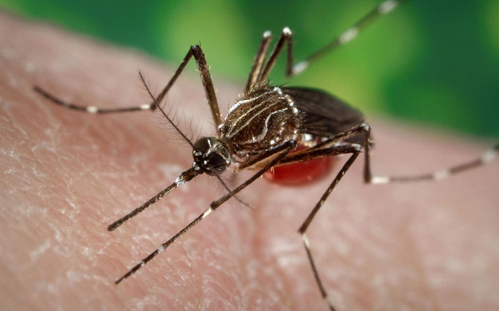 Mosquitoes often carry viruses.