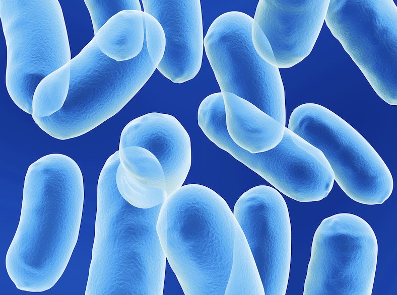 A magnified picture of <em>Salmonella</em> bacteria.