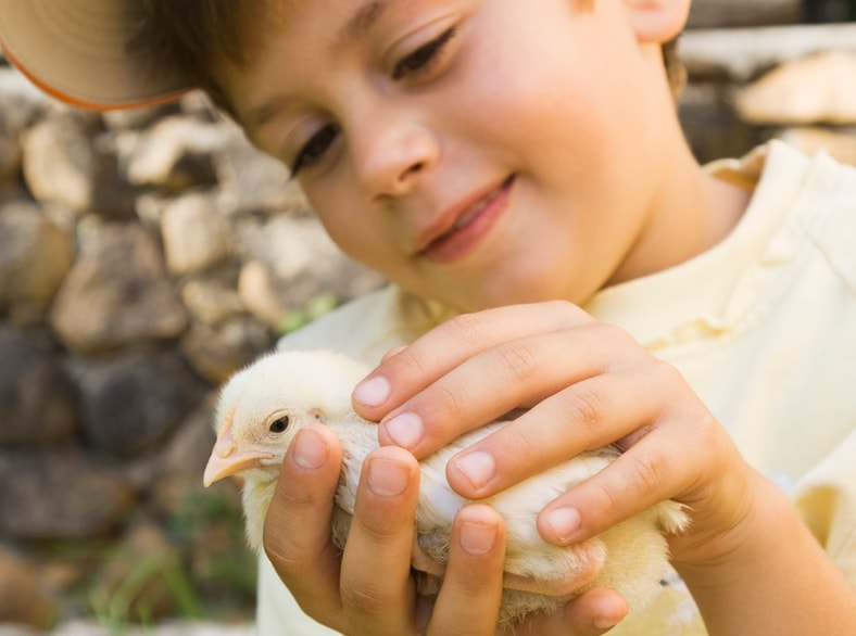 They're cute and fluffy but some animals, like baby chicks, can carry <em>Salmonella</em>.