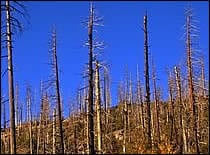 A picture of an area burned by wildfire which is vulnerable to landslides and debris flows