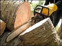 chainsaw slicing a fallen tree