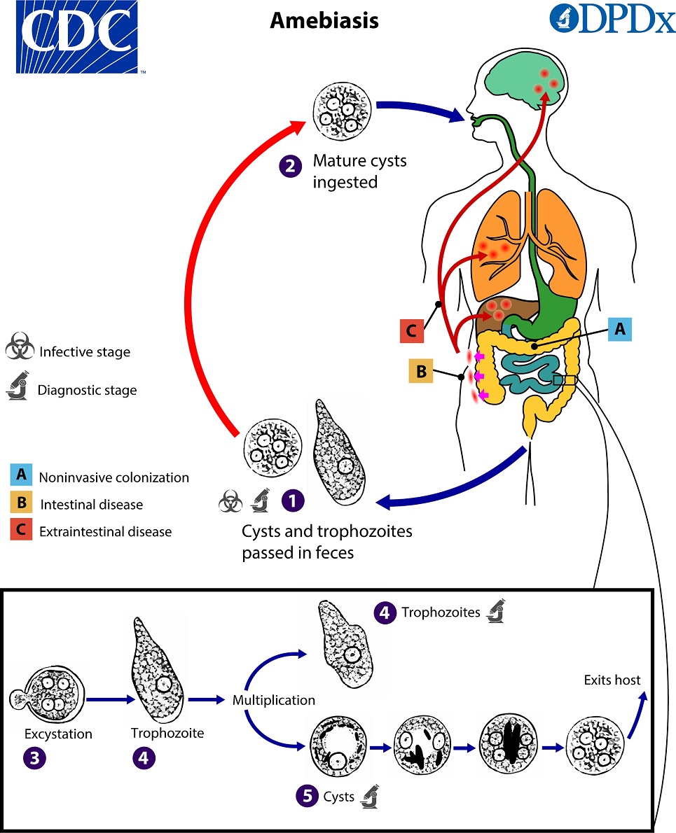 Amebiasis_LifeCycle_19 Lifecycle image