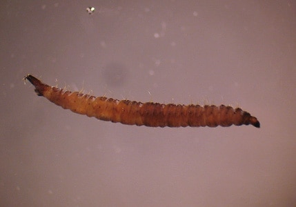 Figure F: Aquatic larvae of flies. The free-living aquatic larvae of various flies breed in standing water, including toilets, leading to the misconception they came from stool or urine. The presence of prolegs, a head capsule, breathing tubes (arrow, Figure E), segmentation and/or setae will usually distinguish them from true parasitic worms. 