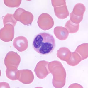 Figure C: Neutrophil in a thin blood smear, stained with Giemsa.