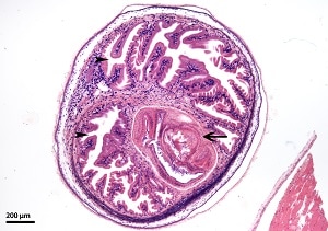 Figure C: <em>T. solium</em> cysticercus in swine muscle tissue, H&E stained. Note the armed scolex (arrow) and convoluted spiral canal (darts). 