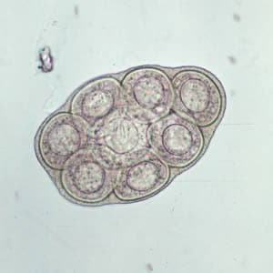 Figure A: <em>D. caninum</em> egg packet, containing 8 visible eggs, in a wet mount.