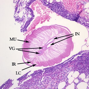Figure A: Cross-section of <em>Dirofilaria</em> sp. from a subcutaneous nodule, stained with hematoxylin and eosin (H&E). Morphologic features visible in this image include tall, prominent muscle cells (MU), coiled vagina (VG), coiled intestine (IN), lateral chords (LC), and prominent internal lateral ridges (IR). Image courtesy of Drs. Dirk Elston and Paul Bourbeau.