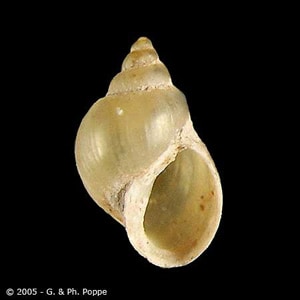 Figure C: Fossaria bulamoides, a host for <em>F. hepatica</em> in the western United States. Image courtesy of Conchology, Inc, Mactan Island, Philippines.