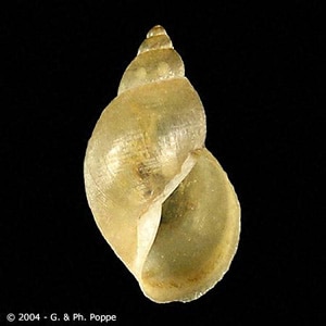 Figure A: Galba truncatula, the main intermediate host of <em>F. hepatica</em> throughout most of the fluke's natural range in Europe and western Asia. Image courtesy of Conchology, Inc, Mactan Island, Philippines.