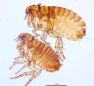 Magnified photograph of 2 adult dog fleas.