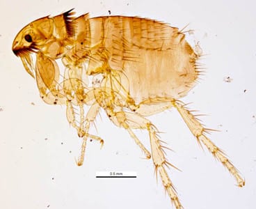 Figure A: The cat flea, <em>C. felis</em>. Image courtesy of Parasite and Diseases Image Library, Australia.