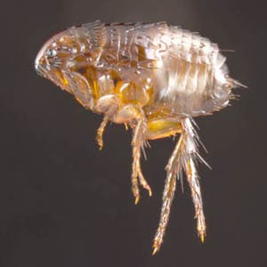 Figure B: The cat flea, <em>C. felis</em>. Image courtesy of Parasite and Diseases Image Library, Australia.