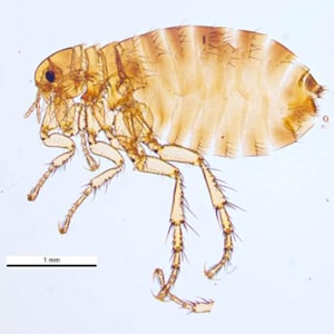 Figure A: The human flea, <em>P. irritans</em>. Image courtesy of Parasite and Diseases Image Library, Australia.