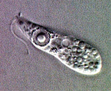 Figure C: Ameboflagellate trophozoite of <em>N. fowleri</em>.