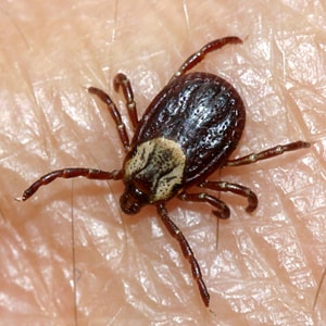 A woman residing in the eastern United States brought to her doctor a tick, which she claimed was removed from her husband after he had spent the weekend doing yard work.