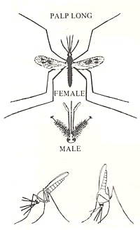Anopheles Adults