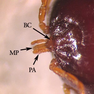 Figure C: Close-up of the mouthparts of <em>A. americanum</em>. Notice the mouthparts (MP) and palps (PA) are long, in comparison with the basis capituli (BC).