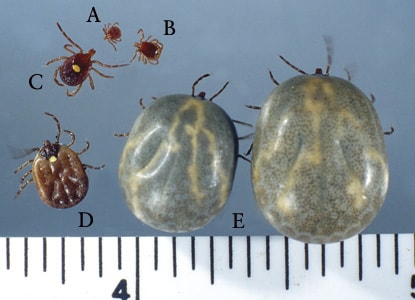 Figure B: Nymph (A), male (B), female (C), partially-engorged female (D) and two fully-engorged adults (E) of <em>A. americanum</em>. Image courtesy of James Occi.