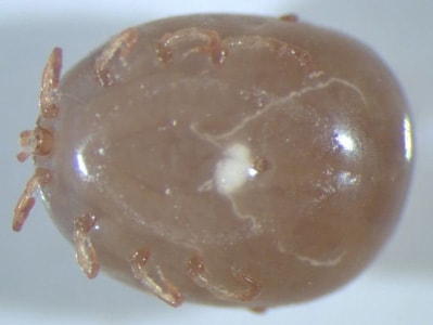 Figure E: Ventral view of an engorged nymph of <em>Amblyomma</em> sp., collected on a patient with travel history to Peru. Notice the festoons are not visible in the specimen due to the engorged state. Images courtesy of the Washington State Public Health Laboratories.