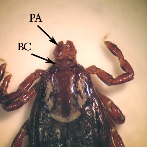 Figure C: Higher-magnification of the specimen in Figure B. Notice the palps (PA) are short in relation to the basis capituli (BC).