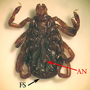 Figure D: Underside of the specimen in Figure B, showing the anus (AN) and festoons (FS).