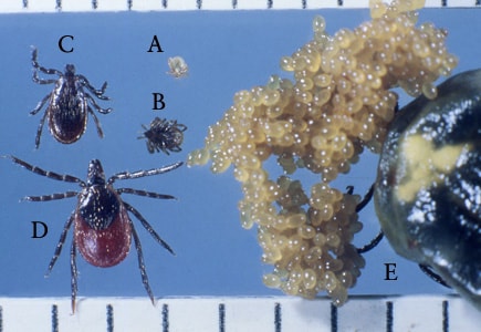 Figure A: Larva (A), nymph (B), adult male (C), adult female (D), and engorged adult female with eggs (E) of <em>I. scapularis</em>. Image courtesy of James Occi.